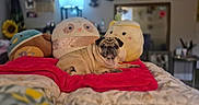 Dolly is registered to the contest to win money with this photo: pug, dog, pet, animal, portrait, sitting, lying_down, wrinkles, collar, stuffed_animals, plush_toys, bed, blanket, red_blanket, bedroom, indoor, cozy, home_decor, lamp, mirror