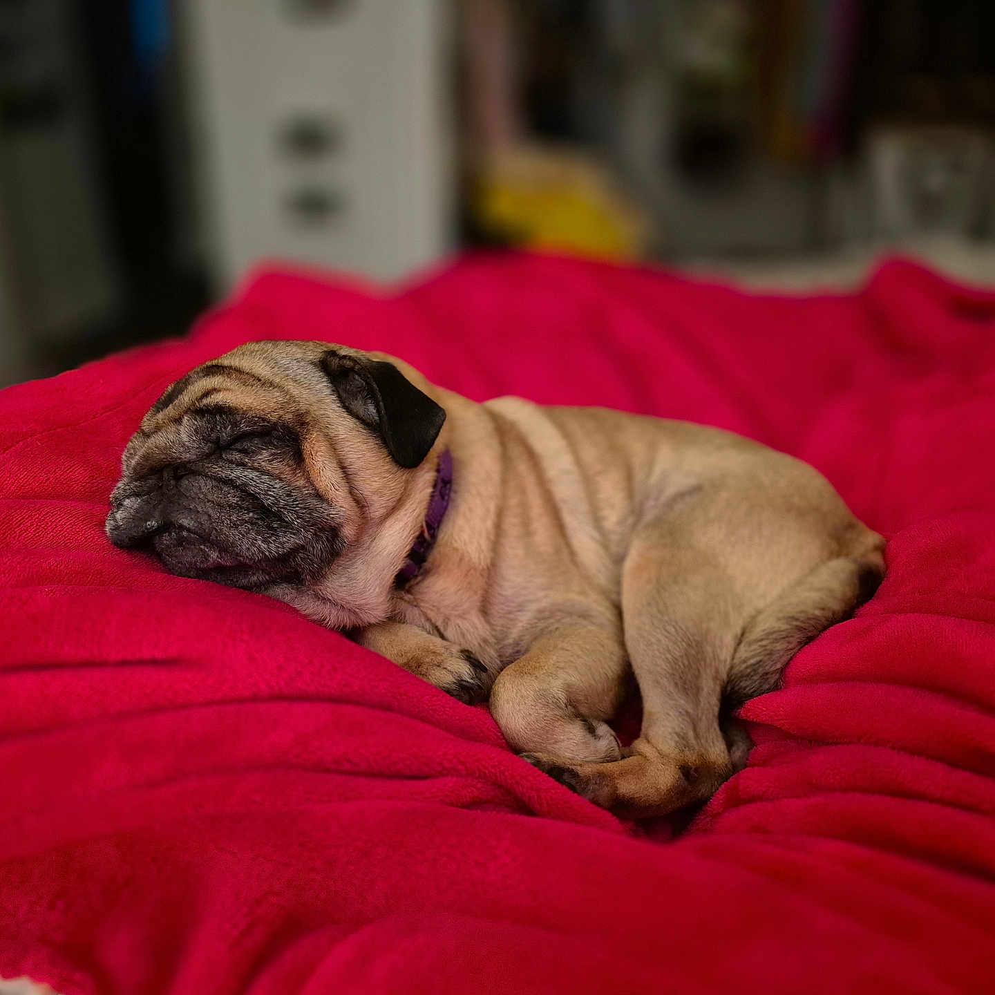 Dolly joined the competition — help win amazing prizes! dog, pug, sleeping, resting, pet, canine, wrinkles, black_muzzle, floppy_ears, collar, red_blanket, bed, bedroom, indoor, cozy, cute, relaxed, animal, portrait, soft_focus
