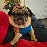 Dolly is registered to the contest to win money with this photo: pug, dog, pet, canine, portrait, close_up, wrinkled_face, serious_expression, sweater, knitwear, blue_clothing, red_blanket, couch, indoor, living_room, christmas_tree, holiday, decorations, front_paws, sitting