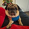 pug, dog, pet, canine, portrait, close_up, wrinkled_face, serious_expression, sweater, knitwear, blue_clothing, red_blanket, couch, indoor, living_room, christmas_tree, holiday, decorations, front_paws, sitting