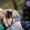 Dolly joined the competition — help win amazing prizes! dog, pug, sleeping, resting, wrinkles, snout, ears, fur, pet, canine, green_harness, pink_buckle, person, arm, cozy, indoor, close_up, portrait, shallow_depth_of_field, blurred_background