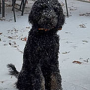 Callie Lynn Brown joined the competition — help win amazing prizes! dog, black_dog, snow, outdoor, winter, pet, fur, sitting, patio, furniture, snowflakes, cold, animal, canine, tail, collar, quiet, calm, nature, daytime