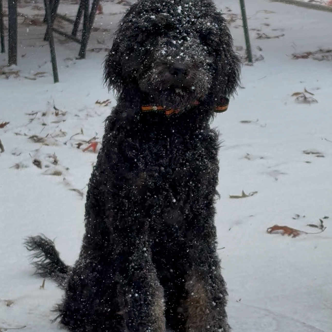Callie Lynn Brown joined the competition — help win amazing prizes! animal, black_dog, calm, canine, cold, collar, daytime, dog, fur, furniture, nature, outdoor, patio, pet, quiet, sitting, snow, snowflakes, tail, winter