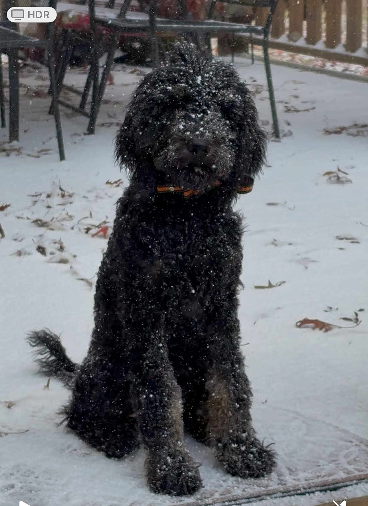 Callie Lynn Brown joined the competition — help win amazing prizes! dog, black_dog, snow, outdoor, winter, pet, fur, sitting, patio, furniture, snowflakes, cold, animal, canine, tail, collar, quiet, calm, nature, daytime