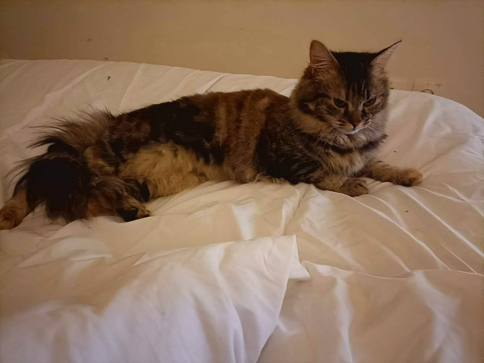 Ticat participe au concours pour gagner de l'argent avec cette photo : bed, bedding, carnivore, cat, claw, comfort, domestic_short_haired_cat, duvet, felidae, fur, grey, linens, mattress, nap, room, sleep, small_to_medium_sized_cats, tail, terrestrial_animal, whiskers