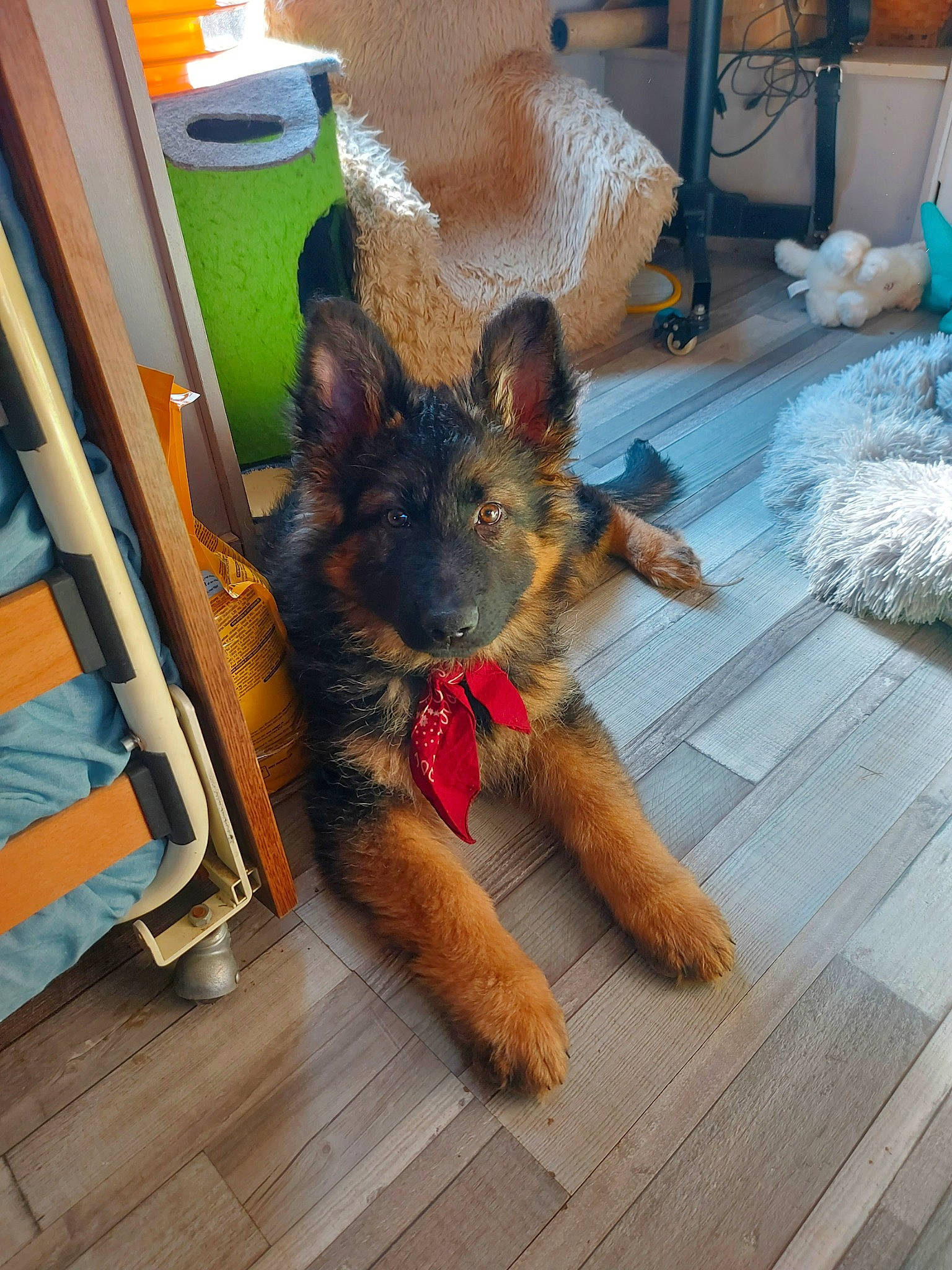 Gipsie participe au concours pour gagner de l'argent avec cette photo : canidae, carnivore, companion_dog, dog, dog_breed, fawn, felidae, floor, flooring, fur, german_shepherd_dog, hardwood, snout, sporting_group, tail, terrier, toy_dog, window, wood, working_animal