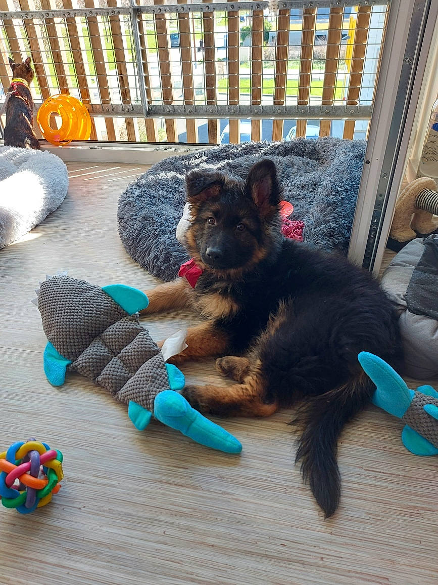 Gipsie participe au concours pour gagner de l'argent avec cette photo : ball, canidae, comfort, companion_dog, dog, dog_breed, dog_supply, felidae, flooring, fur, guard_dog, plush, room, small_to_medium_sized_cats, sporting_group, stuffed_toy, tail, toy, whiskers, woolen