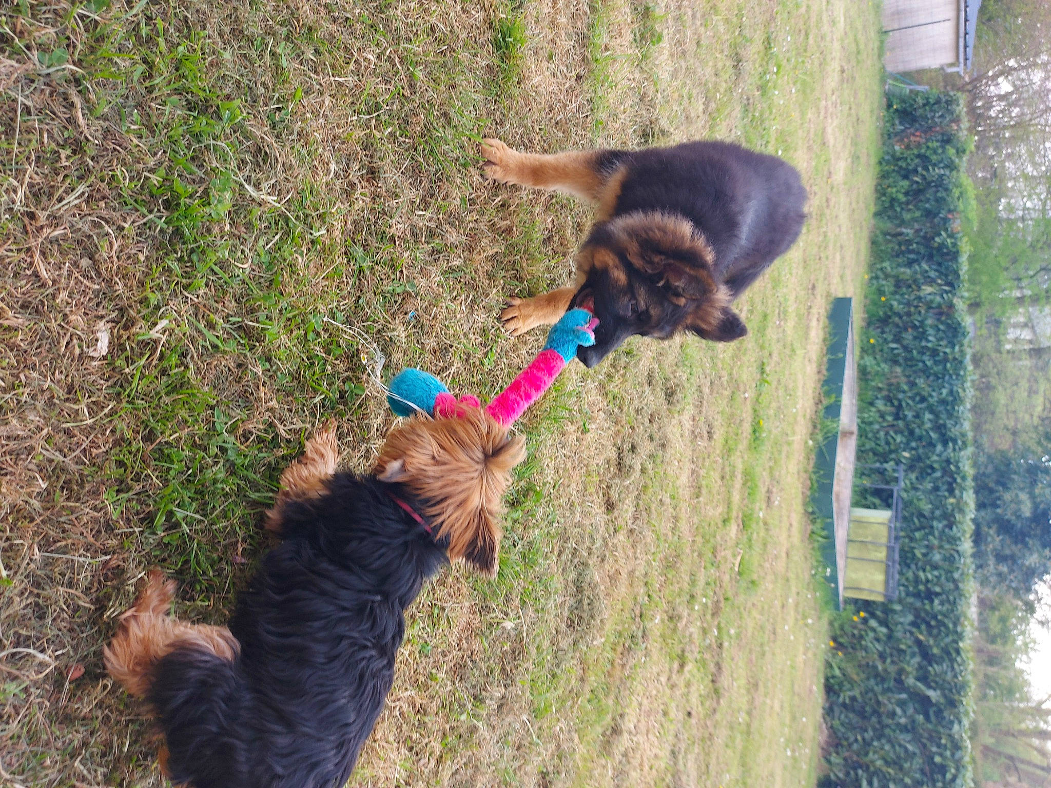 Nana participe au concours pour gagner de l'argent avec cette photo : canidae, carnivore, collar, companion_dog, dog, dog_breed, dog_collar, fawn, fur, grass, leash, liver, pet_supply, plant, soil, sporting_group, tail, water_dog, working_animal, working_dog