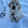 Nozo a rejoint le concours — aidez-le/la à gagner de superbes lots ! puppy, dog, golden_retriever, snow, winter, leash, collar, id_tag, sitting, portrait, close_up, fur, paws, outdoors, cute, eyes, nose, fluffy, white, playful