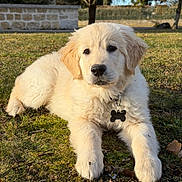 Nozo a rejoint le concours — aidez-le/la à gagner de superbes lots ! dog, puppy, golden_retriever, grass, outdoors, pet, collar, id_tag, cute, portrait, front_paws, lying_down, fur, brown_eyes, black_nose, sunlight, backyard, nature, daytime, ground