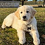 dog, puppy, golden_retriever, grass, outdoors, pet, collar, id_tag, cute, portrait, front_paws, lying_down, fur, brown_eyes, black_nose, sunlight, backyard, nature, daytime, ground