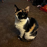Shamabella is registered to the contest to win money with this photo: animal, background, brown, calico, carpet, cat, cozy, curious, domestic, ears, eyes, feline, floor, fur, household, indoor, pet, room, sitting, tail