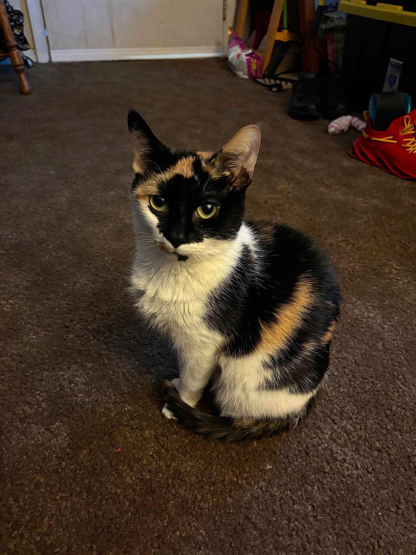Shamabella