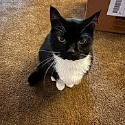 Benito is registered to the contest to win money with this photo: cat, tuxedo_cat, pet, indoor, carpet, brown_carpet, whiskers, black_and_white, animal, feline, curious, sitting, looking_up, box, cardboard_box, floor, close_up, household, domestic_animal, cute