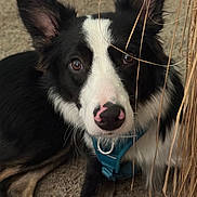 Kosmo is registered to the contest to win money with this photo: dog, black_and_white, close_up, nose, harness, carpet, indoor, pet, animal, ears, face, fur, brown_eyes, lying_down, cute, domestic_animal, whiskers, snout, looking_at_camera, fur_pattern