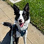 Kosmo is registered to the contest to win money with this photo: dog, black_and_white, leash, harness, sidewalk, grass, pet, canine, outdoor, happy, tongue_out, close_up, sitting, animal, nose, ears_up, daylight, friendly, walking, cute