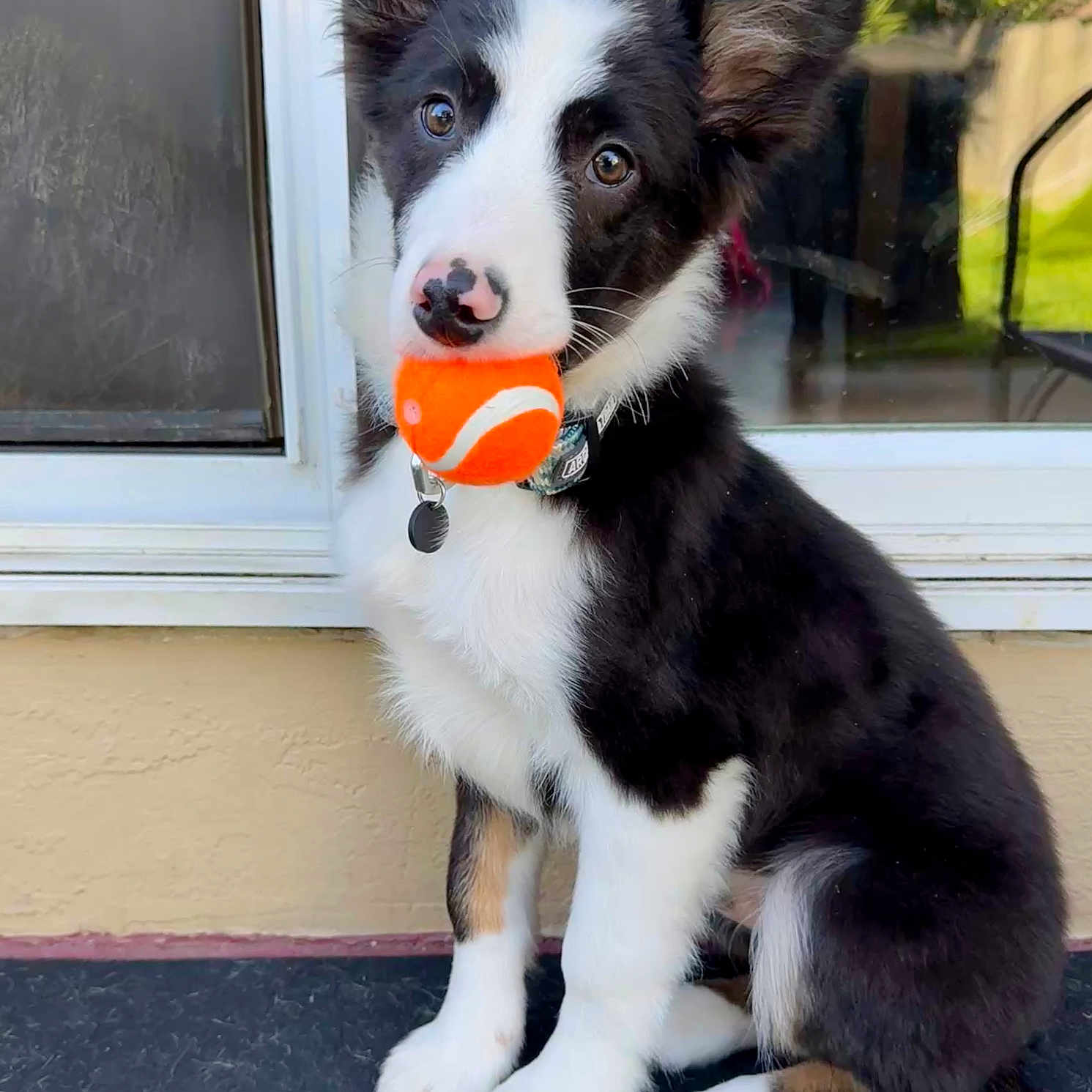 Kosmo joined the competition — help win amazing prizes! animal, black_and_white, collar, cute, dog, domestic_animal, ears, front_view, fur, looking_up, outdoor, pet, playful, portrait, puppy, reflection, sitting, tennis_ball, window, young_dog