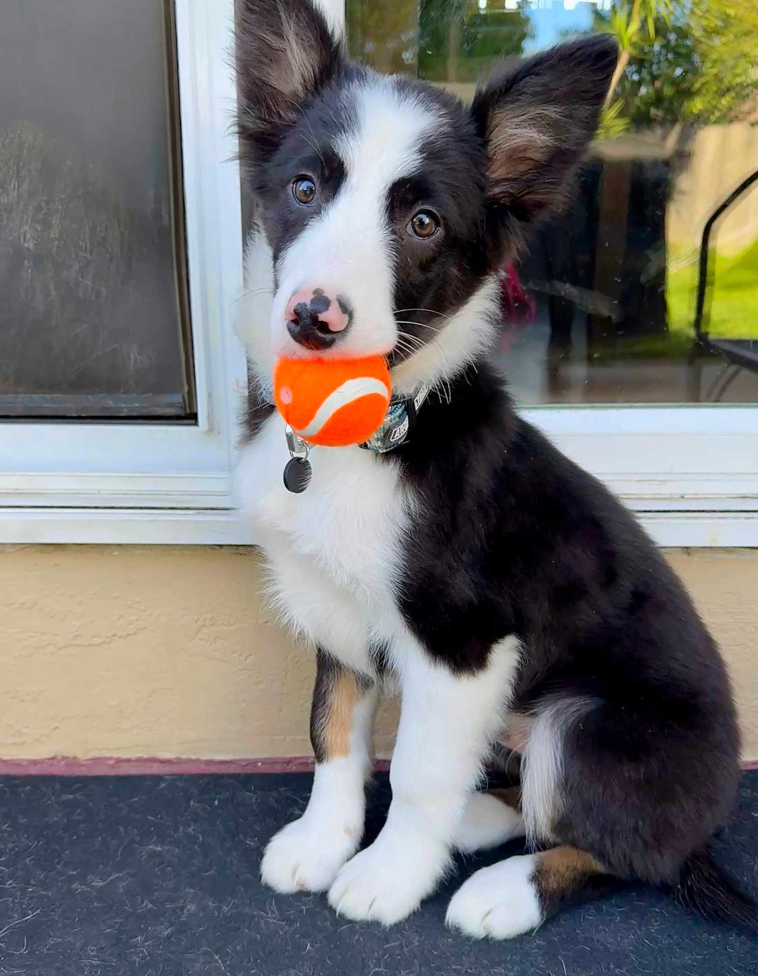 Kosmo joined the competition — help win amazing prizes! puppy, dog, tennis_ball, black_and_white, sitting, ears, pet, collar, outdoor, window, reflection, fur, cute, animal, playful, front_view, young_dog, domestic_animal, portrait, looking_up