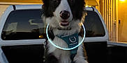 Kosmo joined the competition — help win amazing prizes! dog, pet, border_collie, glowing_collar, truck, pickup_truck, vehicle, night, evening, outdoor, house, porch_light, fence, canine, animal, friendly, waiting, leisure, companion, domestic_animal