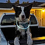 dog, pet, border_collie, glowing_collar, truck, pickup_truck, vehicle, night, evening, outdoor, house, porch_light, fence, canine, animal, friendly, waiting, leisure, companion, domestic_animal