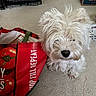 animal, cardboard_box, carpet, companion, crate, curious, cute, dog, domestic, floor, fluffy, fur, grocery_bag, household, indoor, pet, red_bag, small_dog, tomato_print, white_dog