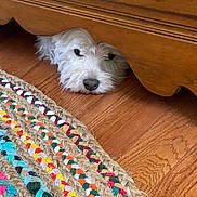 Katia And Sophie joined the competition — help win amazing prizes! dog, white_dog, fluffy, wooden_floor, wooden_furniture, rug, colorful_rug, pet, indoor, resting, peeking, curious, cozy, floor, animal, canine, head, quiet, home, cute