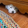 dog, white_dog, fluffy, wooden_floor, wooden_furniture, rug, colorful_rug, pet, indoor, resting, peeking, curious, cozy, floor, animal, canine, head, quiet, home, cute