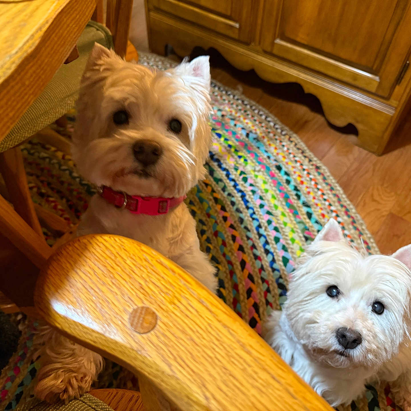 Katia And Sophie is registered to the contest to win money with this photo: dog, pets, indoor, wooden_furniture, braided_rug, curious, small_dogs, pink_collar, floor, home, cute, companions, looking_up, domestic, cozy, fur, ears, two_dogs, animal, friendly