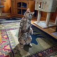 Lexi joined the competition — help win amazing prizes! cat, bengal_cat, standing, indoor, living_room, wooden_walls, cat_tree, rug, furniture, curious, pet, animal, spotted, carpet, window, natural_light, entertainment_center, electronics, cozy, home