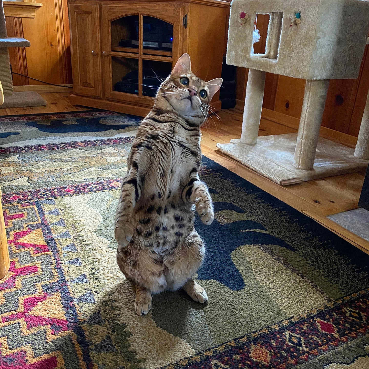 Lexi joined the competition — help win amazing prizes! cat, bengal_cat, standing, indoor, living_room, wooden_walls, cat_tree, rug, furniture, curious, pet, animal, spotted, carpet, window, natural_light, entertainment_center, electronics, cozy, home