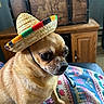 blanket, brown_fur, chihuahua, close_up, colorful_blanket, costume, dog, eyes, furniture, hat, indoor, map_pattern, pet, portrait, sitting, small_dog, sombrero, trunk, whiskers, wooden_cabinet