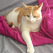 Saïko a rejoint le concours — aidez-le/la à gagner de superbes lots ! cat, orange_and_white, pet, feline, animal, indoor, blanket, bed, resting, paw, fur, cute, relaxed, cozy, laying, mammal, whiskers, domestic, soft, sleepy