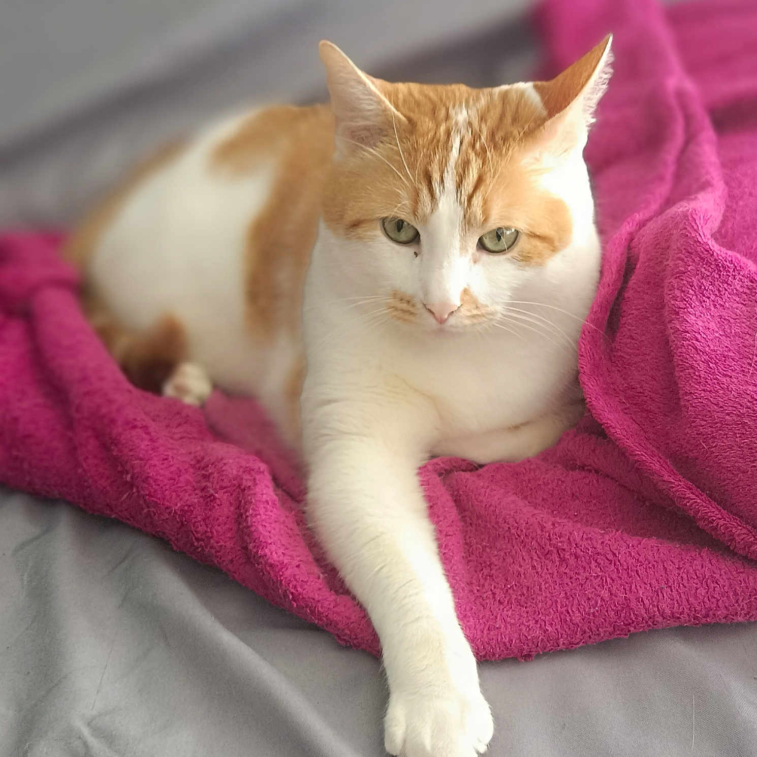 Saïko a rejoint le concours — aidez-le/la à gagner de superbes lots ! animal, bed, blanket, cat, cozy, cute, domestic, feline, fur, indoor, laying, mammal, orange_and_white, paw, pet, relaxed, resting, sleepy, soft, whiskers