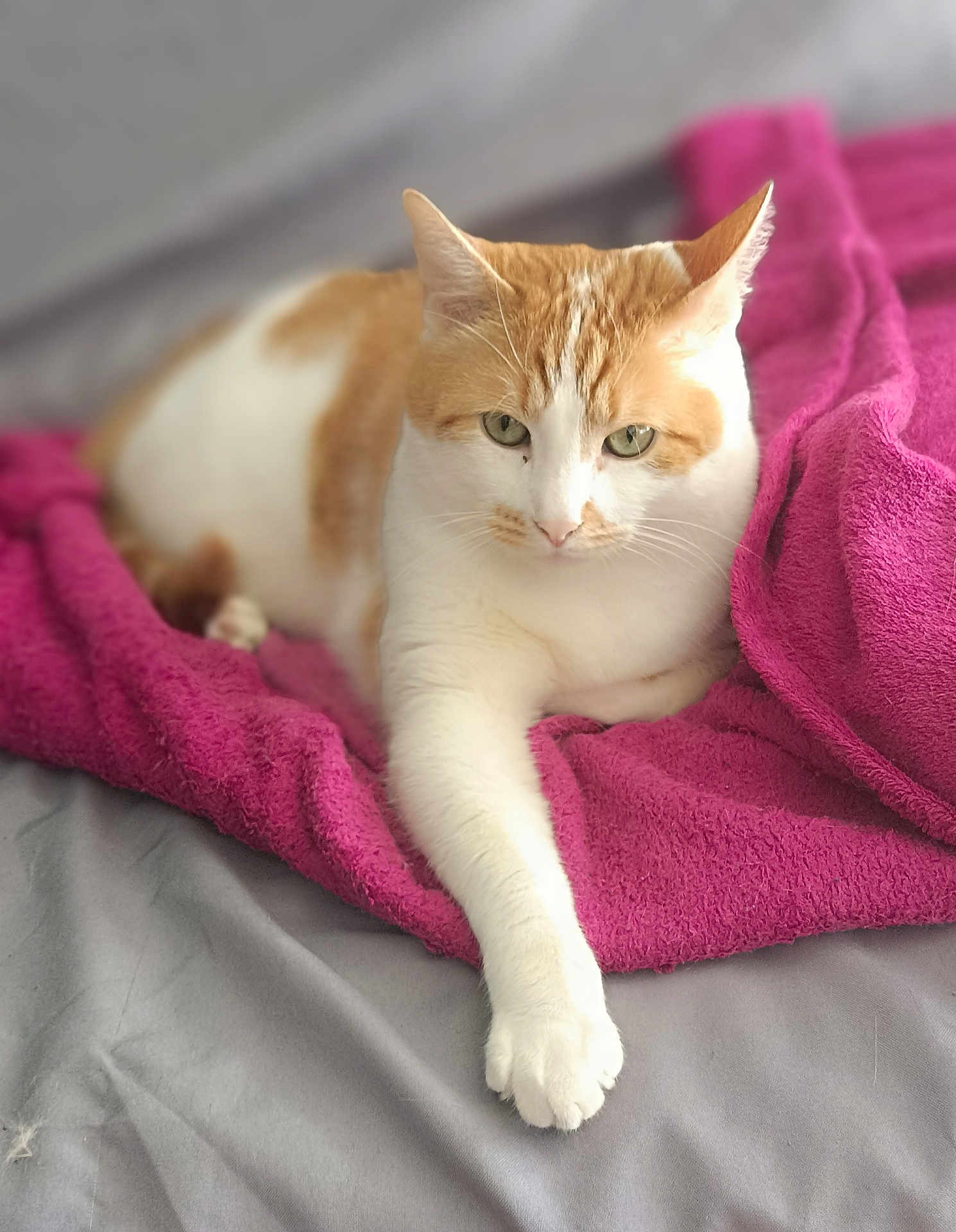 Saïko