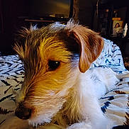 Eyji a rejoint le concours — aidez-le/la à gagner de superbes lots ! animal, bed, blanket, canine, close_up, companion, cozy, cute, dog, domestic, ear, fur, furniture, head, indoor, living_room, paw, pet, resting, sleepy