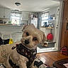 appliances, backpack, blanket, cozy, curtains, dog, face, floor, furniture, harness, home, indoor, kitchen, pet, refrigerator, slippers, small_dog, table, window, wooden_floor