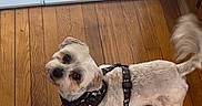 Nico joined the competition — help win amazing prizes! dog, small_dog, wooden_floor, indoors, harness, pet, curious, looking_up, doorway, flooring, light, shadow, animal, companion, cute, domestic, fur, whiskers, tail, canine