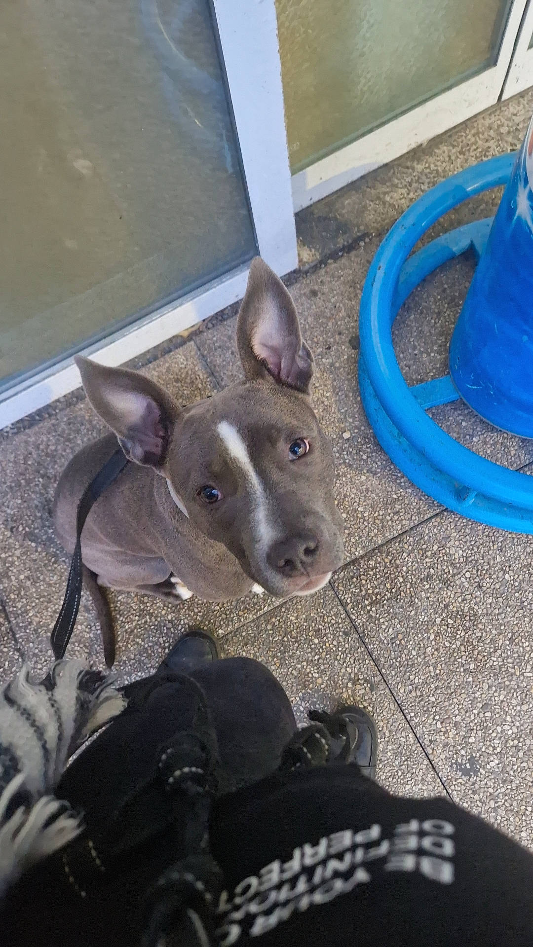 Kayla a rejoint le concours — aidez-le/la à gagner de superbes lots ! canidae, carnivore, companion_dog, dog, dog_breed, ear, electric_blue, fawn, foot, fur, head, leg, metal, paw, shoe, snout, sporting_group, tail, whiskers, working_animal