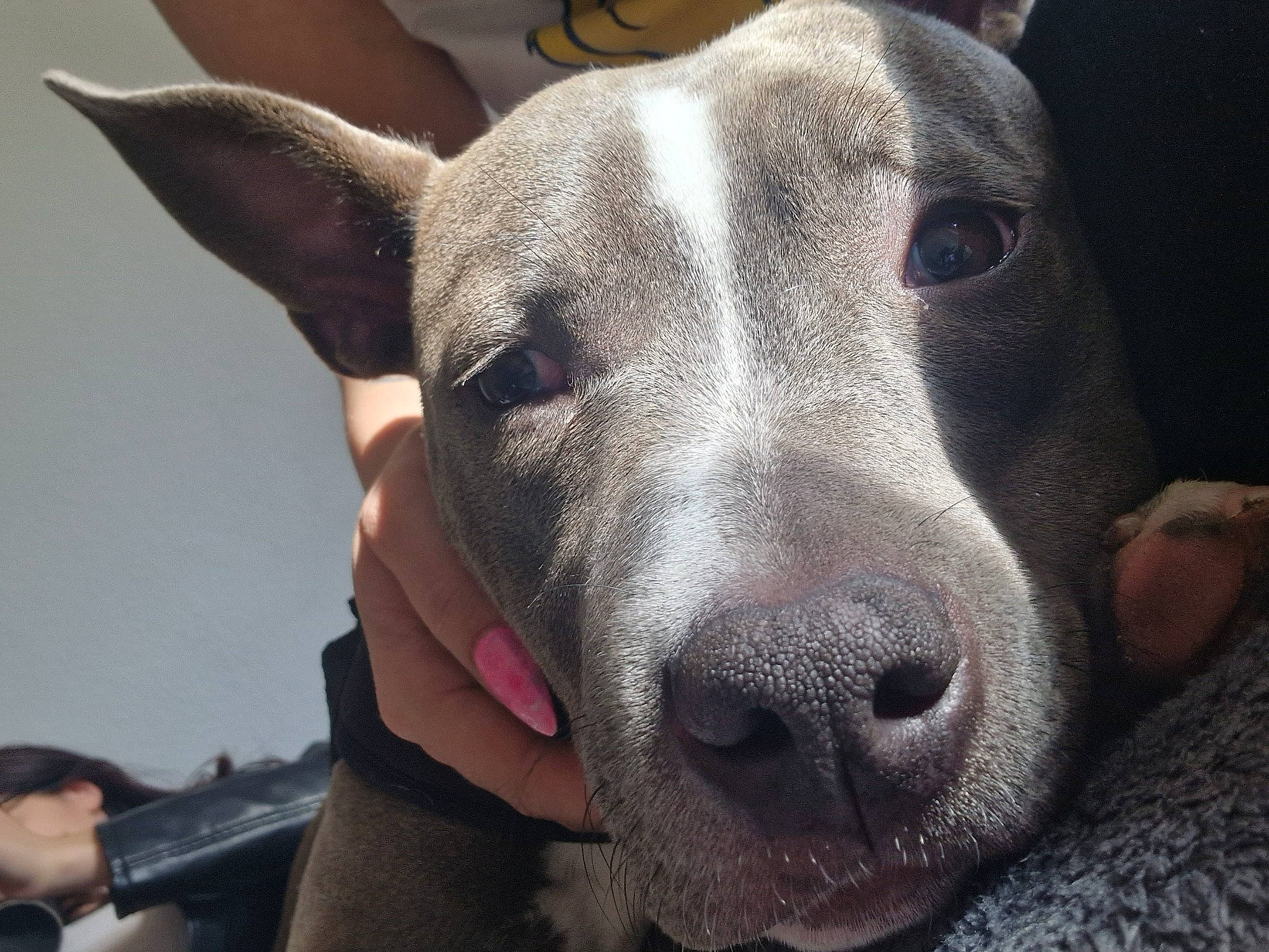 Kayla a rejoint le concours — aidez-le/la à gagner de superbes lots ! ancient_dog_breeds, canidae, carnivore, collar, companion_dog, dog, dog_breed, ear, fawn, fur, giant_dog_breed, guard_dog, non_sporting_group, selfie, sporting_group, terrestrial_animal, whiskers, working_animal, working_dog