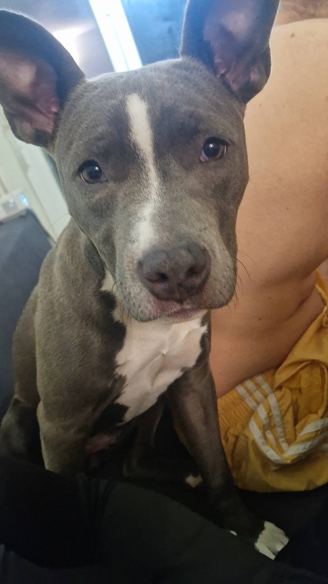 Kayla a rejoint le concours — aidez-le/la à gagner de superbes lots ! canidae, carnivore, cloud, collar, companion_dog, dog, dog_breed, fawn, metal, non_sporting_group, selfie, snout, sporting_group, whiskers, working_animal