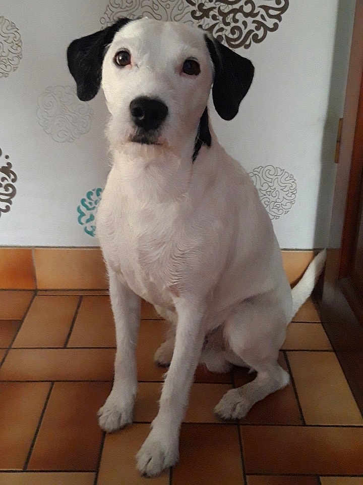 Miko