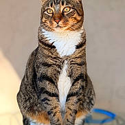 Tiger is registered to the contest to win money with this photo: blurred_background, cat, close_up, cute, eyes, feline, fur, glass_table, indoor, looking_regal, paws, pet, portrait, sitting, striped, sunlit, tabby_cat, table, whiskers, white_markings