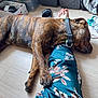 dog, brindle, sleeping, floor, leg, skirt, floral_pattern, paw, collar, indoors, relaxing, person, barefoot, laundry, box, wooden_floor, casual, resting, companion, quiet