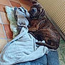 Paco participe au concours pour gagner de l'argent avec cette photo : dog, brindle, blanket, cushion, floor, tile, radiator, indoor, pet, resting, looking, cozy, fur, animal, domestic, comfortable, relaxed, bed, curious, home