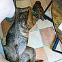 Paco a rejoint le concours — aidez-le/la à gagner de superbes lots ! dog, brindle, floor, tile, person, legs, slippers, relaxed, indoor, resting, paw, tail, collar, wooden_table, tile_floor, pet, companion, casual, comfort, home