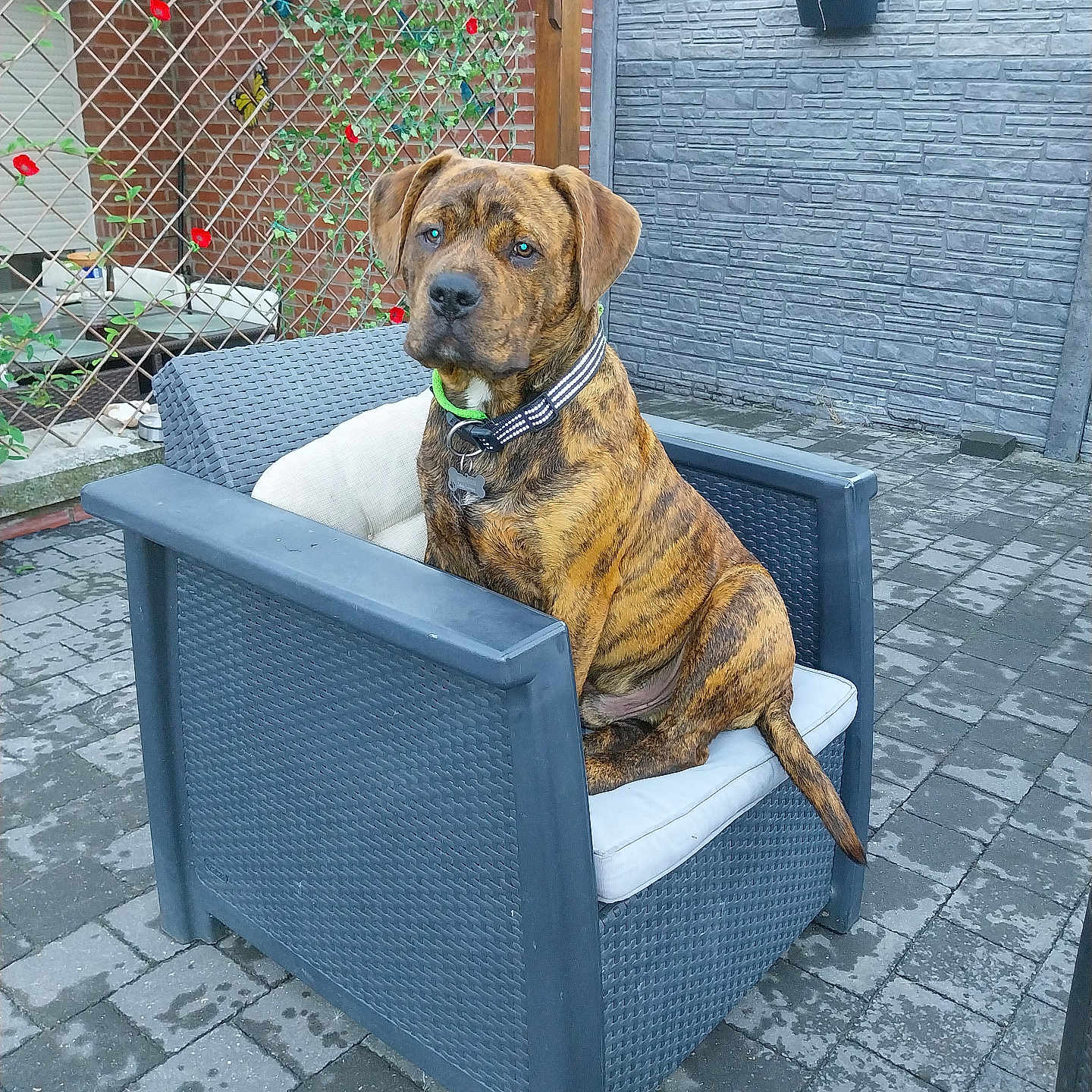 Paco participe au concours pour gagner de l'argent avec cette photo : animal, brindle, chair, collar, cushion, daylight, dog, fence, flowers, garden, leisure, looking, outdoor, patio, pet, plant, potted_plant, sitting, stone_tiles, wall