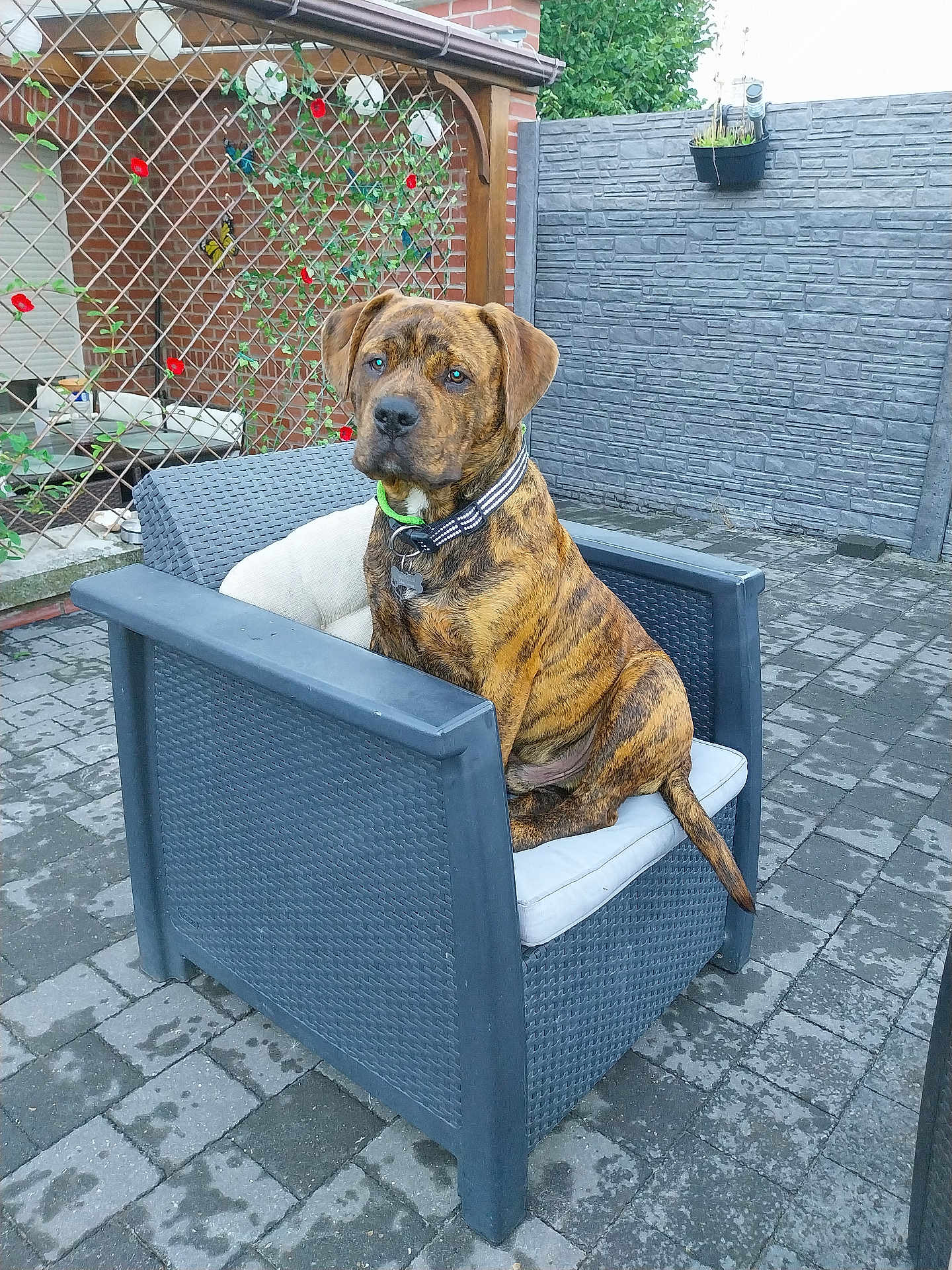 Paco