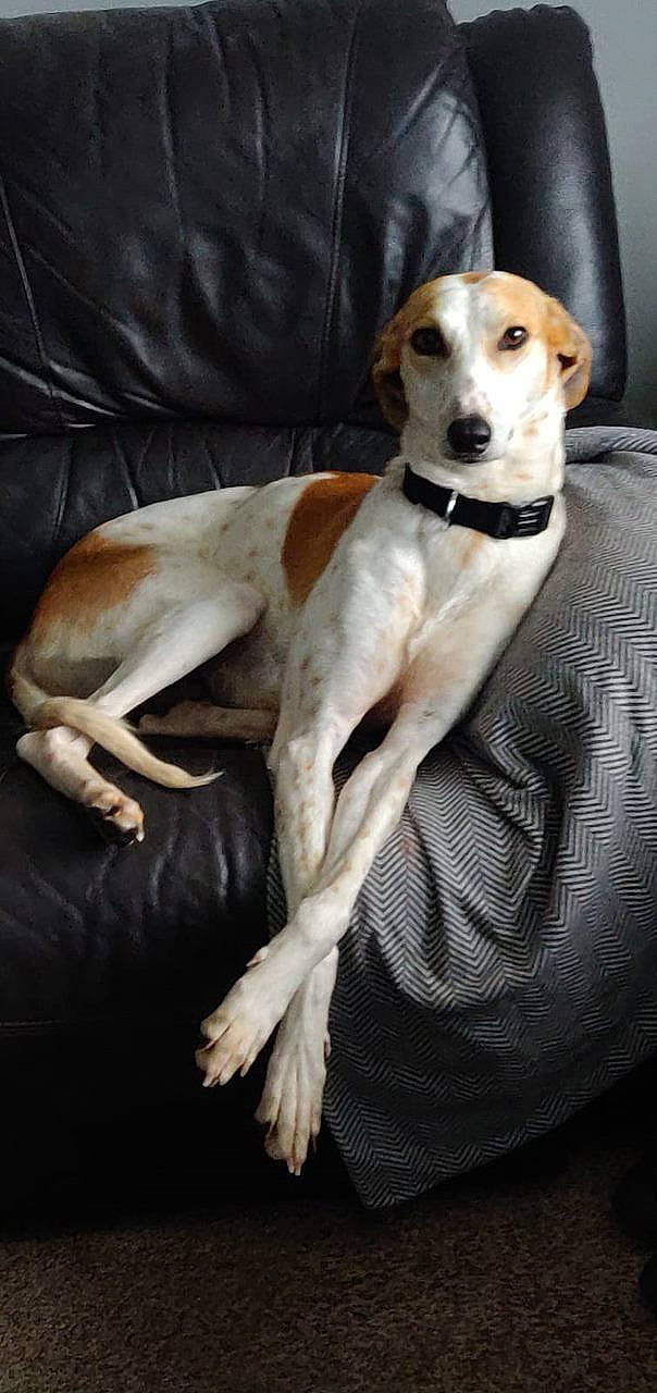 Bobbie joined the competition — help win amazing prizes! canidae, carnivore, collar, companion_dog, couch, dog, dog_breed, dog_collar, fawn, hound, hunting_dog, non_sporting_group, rampur_greyhound, sighthound, sleeper_chair, snout, sporting_group, terrestrial_animal, whiskers, working_animal
