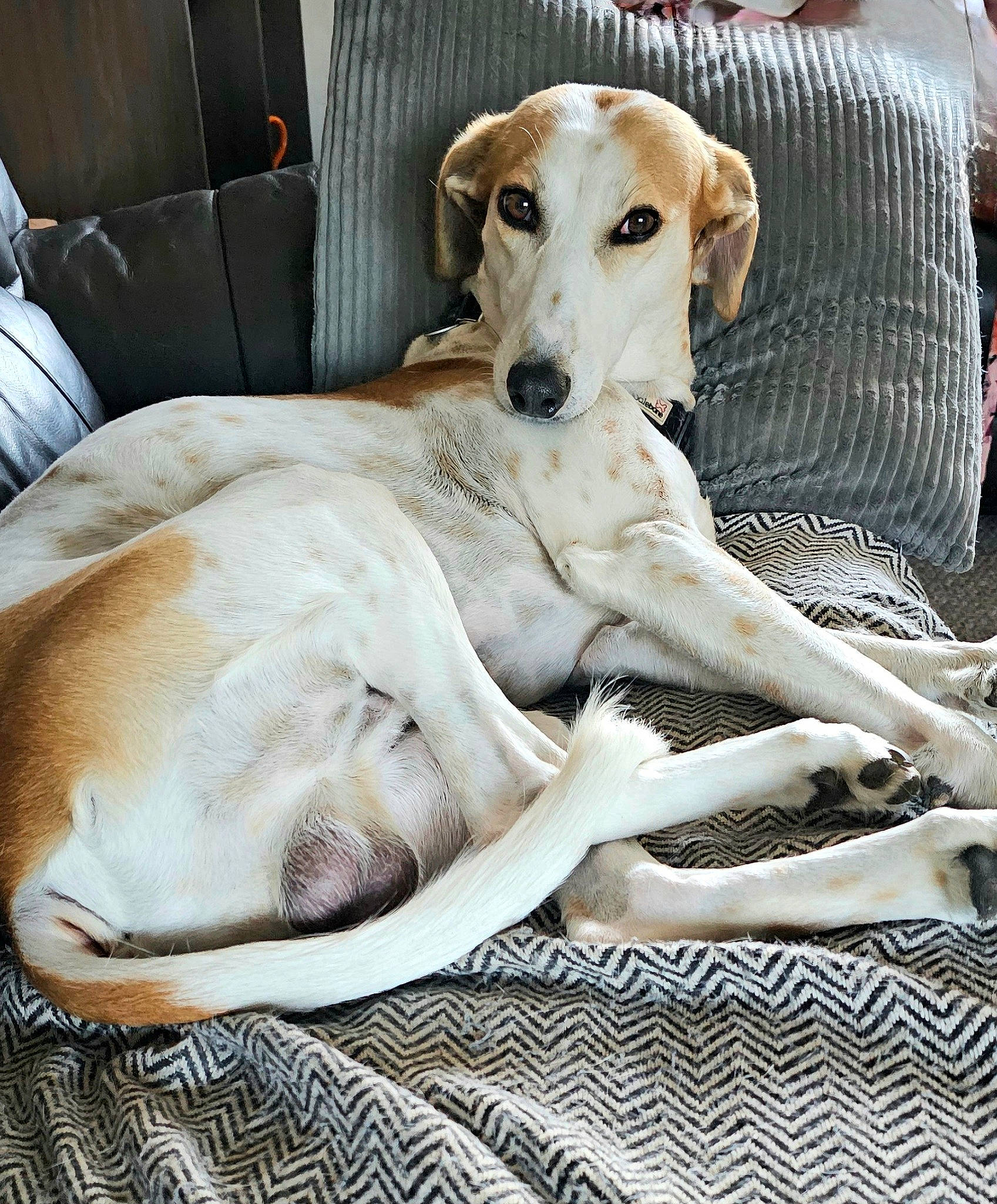 Bobbie is registered to the contest to win money with this photo: canidae, carnivore, chair, collar, comfort, companion_dog, dog, dog_breed, dog_supply, fawn, fur, non_sporting_group, pet_supply, snout, sporting_group, whiskers, wood, working_animal