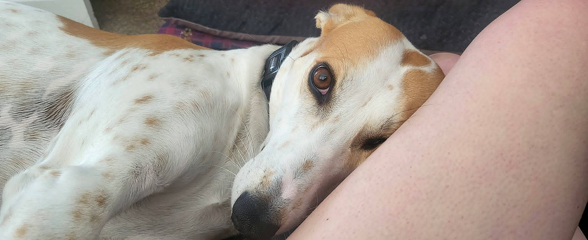 Bobbie is registered to the contest to win money with this photo: canidae, carnivore, collar, comfort, companion_dog, dog, dog_breed, dog_collar, fawn, fur, non_sporting_group, sighthound, snout, sporting_group, terrestrial_animal, whiskers, working_animal